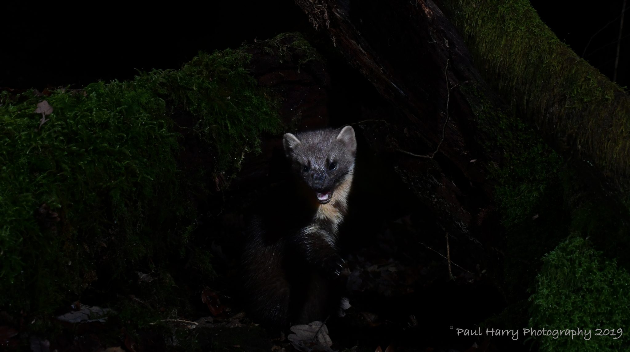 Pine Marten Photographs Paul Harry Photography